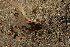 Myrmicinae