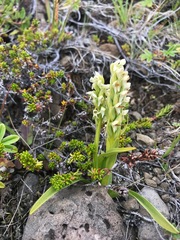 Platanthera hyperborea