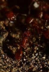 Myrmicinae