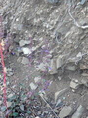 Dracocephalum nutans