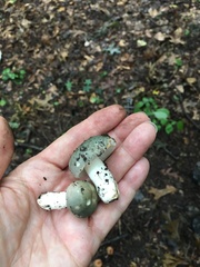 Russula parvovirescens