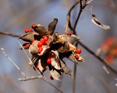 Abrus precatorius africanus