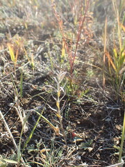 Cymbaria daurica