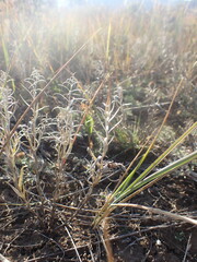 Cymbaria daurica