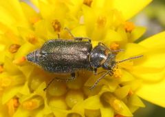 Hedybius smaragdulus
