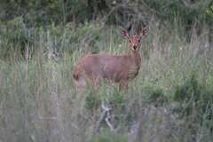 Raphicerus campestris campestris