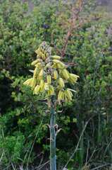 Albuca grandis