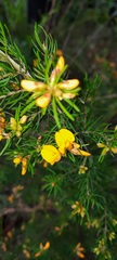 Mirbelieae