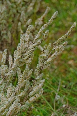 Maireana trichoptera