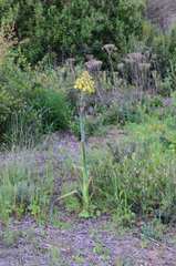 Albuca grandis