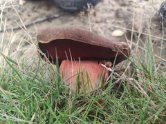 Neoboletus