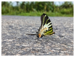 Graphium antiphates
