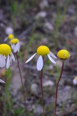 Foveolina tenella