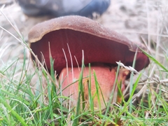 Neoboletus