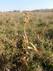 Gentiana macrophylla