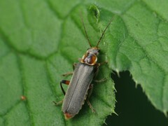 Cantharis nigricans