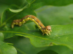 Erannis defoliaria