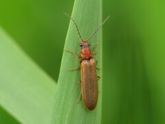 Denticollis linearis