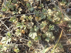 Potentilla acaulis