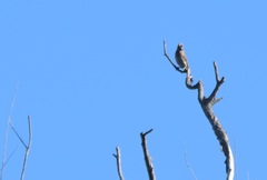 Haemorhous mexicanus