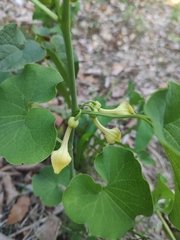Aristolochia clematitis