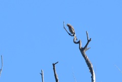 Haemorhous mexicanus