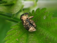 Cryptorhynchus lapathi