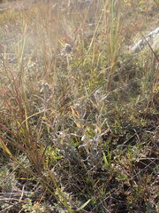 Leontopodium ochroleucum