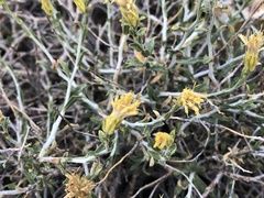 Ericameria discoidea