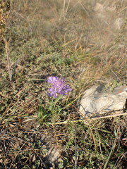 Scabiosa comosa