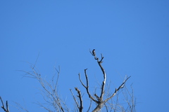Haemorhous mexicanus