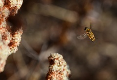 Bombyliidae