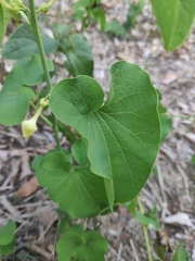 Aristolochia clematitis