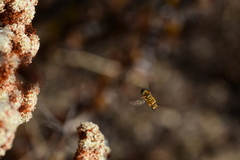 Bombyliidae