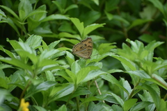 Junonia almana