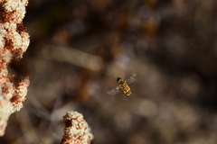 Bombyliidae