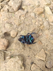 Geotrupes stercorarius