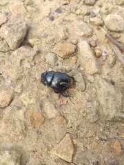 Geotrupes stercorarius