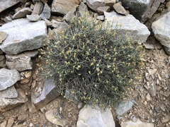 Ericameria discoidea