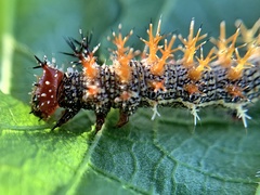 Polygonia interrogationis