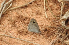 Ypthima asterope