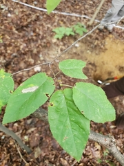 Amelanchier arborea