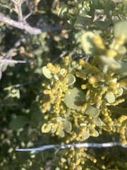 Phoradendron bolleanum