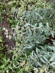 Hypericum prolificum