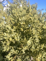 Phoradendron bolleanum