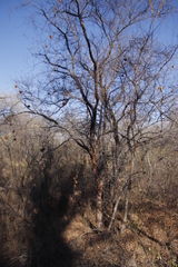 Combretum