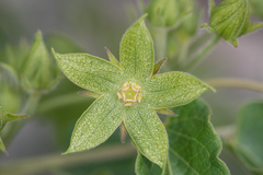 Gonolobus grandiflorus