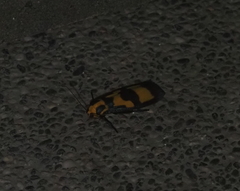 Chrysaeglia magnifica