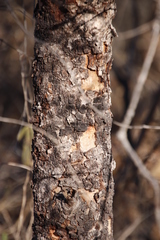 Combretum