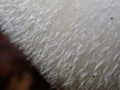 Volvariella bombycina